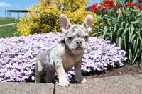 Nelly, a female French Bulldog for sale in Charm, OH – Photo 2 of 5