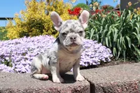 Nelly, a female French Bulldog for sale in Charm, OH – Photo 5 of 5