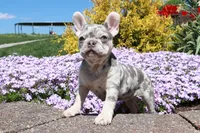 Nelly, a female French Bulldog for sale in Charm, OH – Photo 3 of 5