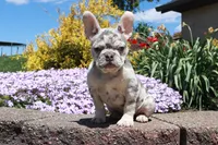 Nelly, a female French Bulldog for sale in Charm, OH – Photo 1 of 5