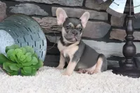 Snickers, a male French Bulldog for sale in Charm, OH – 4 of 7