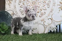 Isabell, a female French Bulldog for sale in Charm, OH – Photo 3 of 6