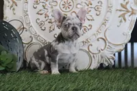 Isabell, a female French Bulldog for sale in Charm, OH – Photo 1 of 6