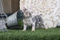Isabell, a female French Bulldog for sale in Charm, OH – Photo 4 of 6