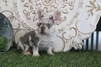 Isabell, a female French Bulldog for sale in Charm, OH – Photo 6 of 6