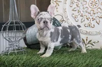 Isabell, a female French Bulldog for sale in Charm, OH – Photo 5 of 6