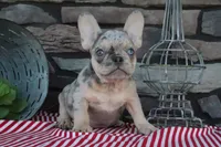 Sparky, a male French Bulldog for sale in Charm, OH – 4 of 5
