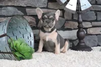 Snickers, a male French Bulldog for sale in Charm, OH – 5 of 7