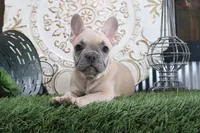 Frances, a male French Bulldog for sale in Charm, OH – 3 of 4