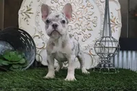 Mitzy, a female French Bulldog for sale in Charm, OH – 5 of 5