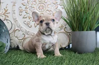 Morris, a male French Bulldog for sale in Charm, OH – Photo 4 of 6
