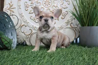 Morris, a male French Bulldog for sale in Charm, OH – Photo 6 of 6