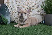 Morris, a male French Bulldog for sale in Charm, OH – Photo 3 of 6
