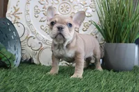 Morris, a male French Bulldog for sale in Charm, OH – Photo 5 of 6