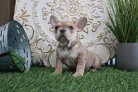 Morris, a male French Bulldog for sale in Charm, OH – Photo 2 of 6