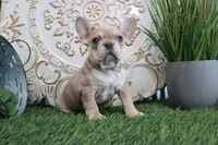 Morris, a male French Bulldog for sale in Charm, OH – Photo 1 of 6