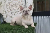 Chloe, a female French Bulldog for sale in Charm, OH – 4 of 4