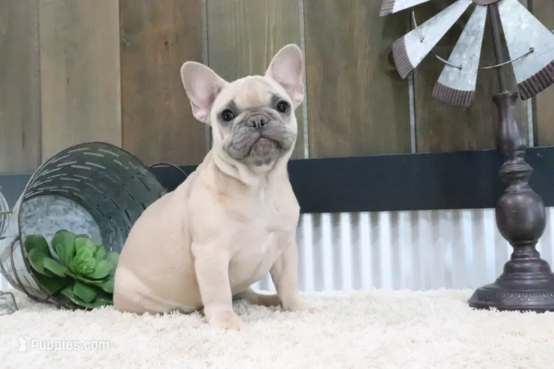 Willow – French Bulldog puppy for sale in Charm, OH