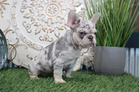 Nora, a female French Bulldog for sale in Charm, OH – Photo 3 of 5