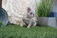 Nora, a female French Bulldog for sale in Charm, OH – Photo 2 of 5