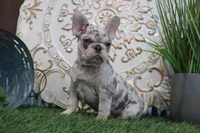 Nora, a female French Bulldog for sale in Charm, OH – Photo 1 of 5