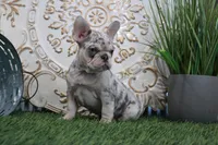 Nora, a female French Bulldog for sale in Charm, OH – Photo 4 of 5
