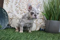 Nora, a female French Bulldog for sale in Charm, OH – Photo 5 of 5