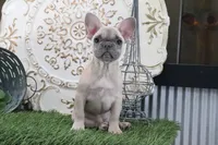 Wilma, a female French Bulldog for sale in Charm, OH – 7 of 9