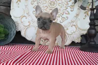 Fletcher, a male French Bulldog for sale in Charm, OH – 7 of 10