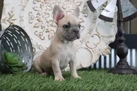 Frances, a male French Bulldog for sale in Charm, OH – 2 of 5