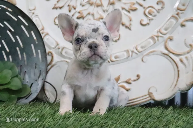 Mitzy, a female French Bulldog for sale in Charm, OH – 1 of 5