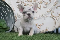 Mitzy, a female French Bulldog for sale in Charm, OH – 1 of 5
