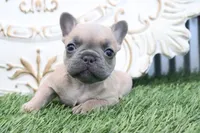 Fletcher, a male French Bulldog for sale in Charm, OH – 4 of 6