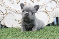 Flo, a male French Bulldog for sale in Charm, OH – 4 of 6