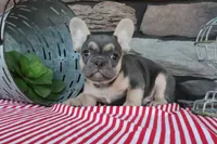 Snickers, a male French Bulldog for sale in Charm, OH – 5 of 5