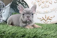 Maverick, a male French Bulldog for sale in Charm, OH – 5 of 5
