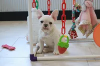 Mabel, a female French Bulldog for sale in Charm, OH – Photo 3 of 3