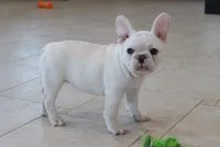 Mabel, a female French Bulldog for sale in Charm, OH – Photo 2 of 3