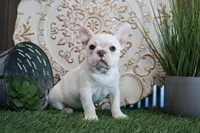 Mabel, a female French Bulldog for sale in Charm, OH – Photo 1 of 3