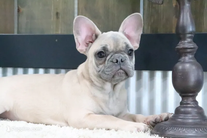 Winna – French Bulldog puppy for sale in Charm, OH