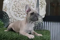 Wilma, a female French Bulldog for sale in Charm, OH – 2 of 9