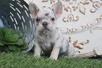 Mitzy, a female French Bulldog for sale in Charm, OH – 5 of 5