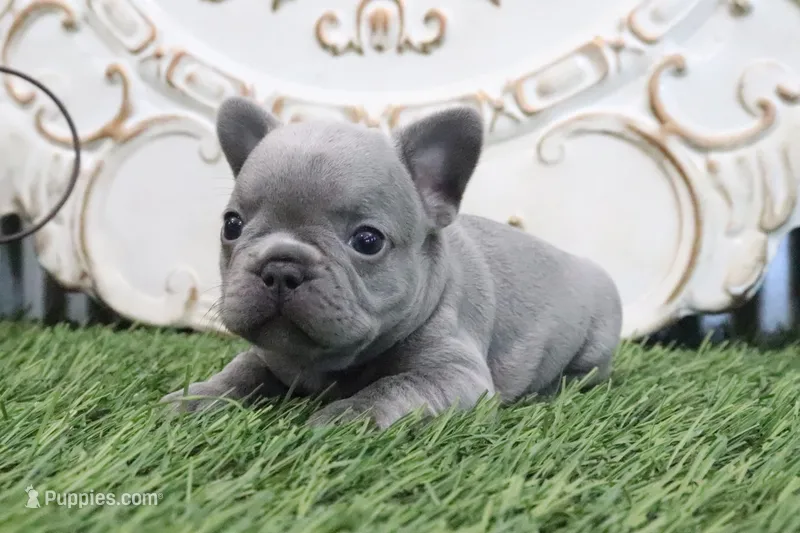 Flo, a male French Bulldog for sale in Charm, OH – 1 of 6