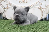 Flo, a male French Bulldog for sale in Charm, OH – 1 of 6