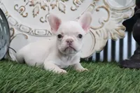 Mabel, a female French Bulldog for sale in Charm, OH – 6 of 6