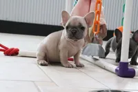 Winna, a female French Bulldog for sale in Charm, OH – 3 of 5