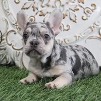 Emma, a female French Bulldog for sale in Charm, OH – Photo 2 of 3