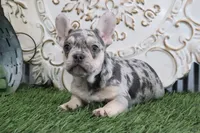 Emma, a female French Bulldog for sale in Charm, OH – Photo 2 of 3