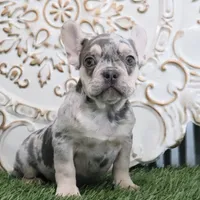 Emma, a female French Bulldog for sale in Charm, OH – Photo 1 of 3