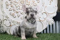 Emma, a female French Bulldog for sale in Charm, OH – Photo 1 of 3